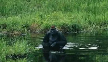 Le royaume des singes