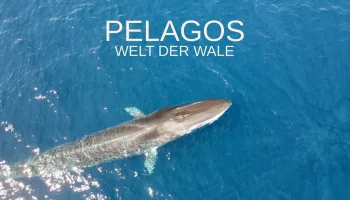 Pelagos - Welt der Wale