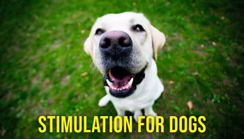 Live: Stimulation for Dogs