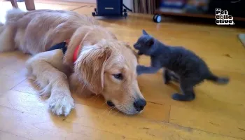 Paws VS. Claws