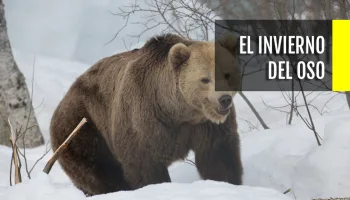 El invierno del oso