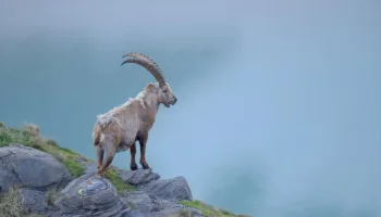 El patrimonio natural de Austria