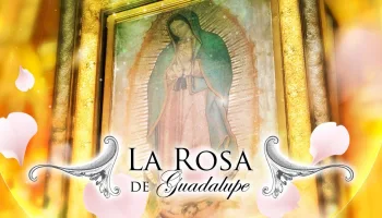 La rosa de Guadalupe