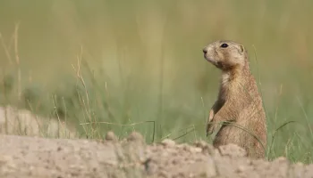 La casa de los perritos de la pradera
