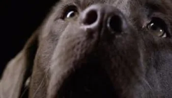 Animaux de compagnie : leur vie secrète
