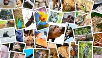 Animal Cops