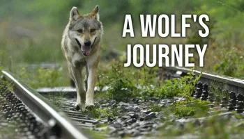 A Wolf's Journey