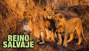 Reino salvaje