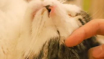 Entretén a tu gato