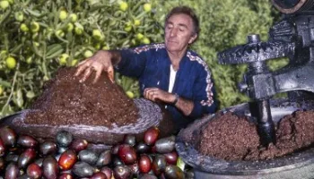 Aceite puro a partir del "ordeño" de aceitunas y uso de maquinaria tradicional en una cooperativa