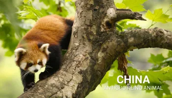 China: Antiguo reino animal