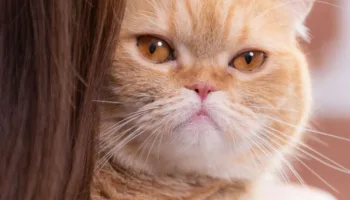 La salud de tu gato