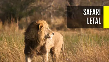 Safari letal