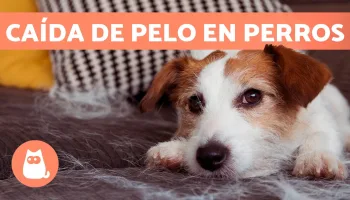 Recomendaciones para vivir con un perro