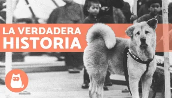 ¿Te suenan estos perros?