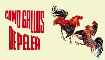 Como gallos de pelea