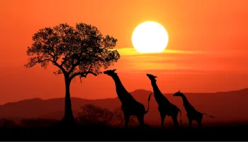 El año salvaje en África
