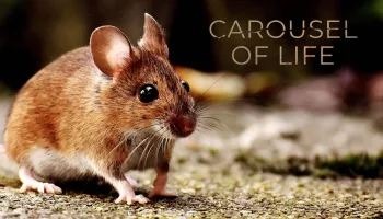 Carousel of Life