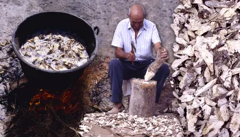 Jabón con raíces. Uso tradicional de la raíz hervida de la albata para lavar la ropa