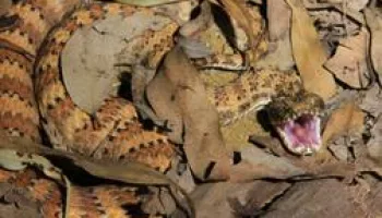 Incroyables serpents