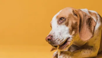 La alimentación de los perros