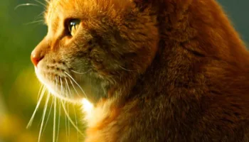 Qué tener en cuenta para vivir con un gato