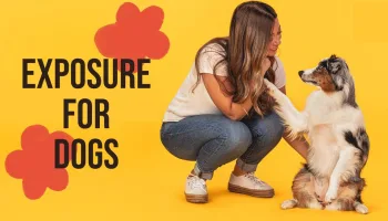 Live: Exposure for Dogs
