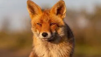 Le monde secret des renards