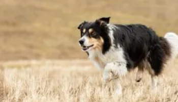 Chiens de berger : l'art de diriger
