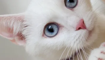 ¿Qué puedes hacerle a tu gato?
