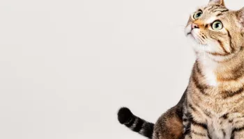 Curiosidades sobre los gatos