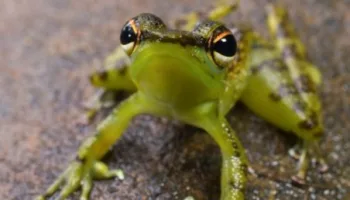 Darwin's Amazing Animals