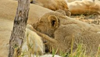 Big Cats 24/7