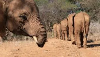 Bébés éléphants, l'espoir de Reteti