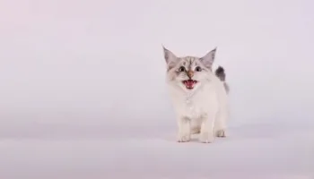 Il mio gatto è indemoniato