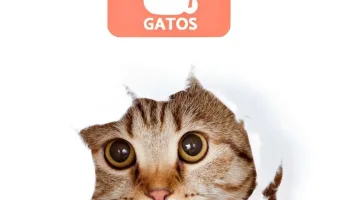 ¿Cúanto sabes de los gatos?