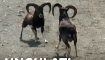 Ungulati: corso di selecontrollo 1