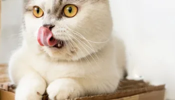 Entiende mejor el comportamiento de tu gato