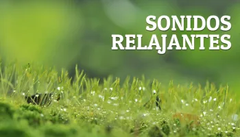 Sonidos relajantes
