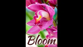Bloom