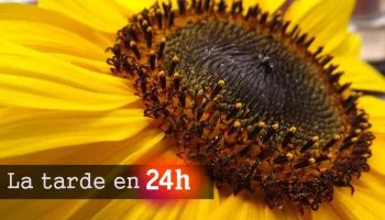 La tarde en 24H