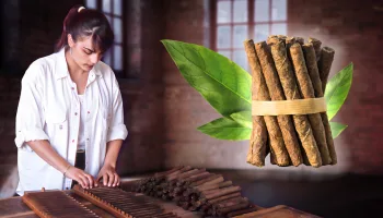 Puros artesanales. Cultivo, secado de la planta y elaboración manual del tabaco