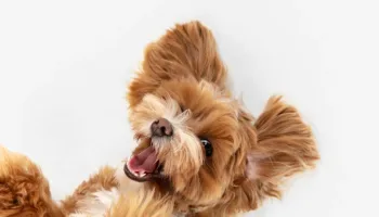 El verano y los perros