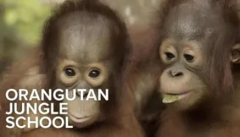 Orangutan Orman Okulu