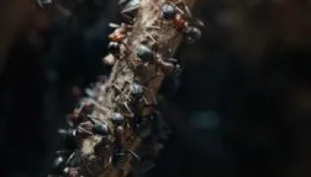 Les fourmis