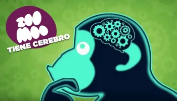 ZooMoo tiene cerebro