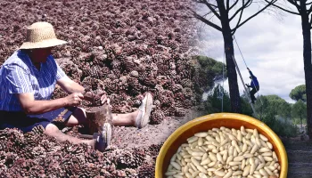 Los piñoneros o "ardillas humanas". Recolección y extracción artesanal de piñones