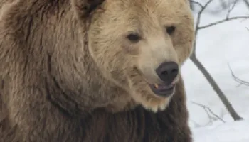 El lobo frente al oso