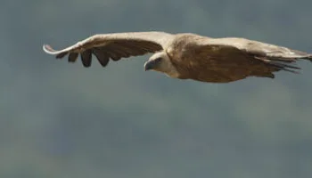 Avvoltoi: Navigatori Dei Cieli