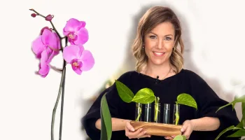 Tus plantas decoran